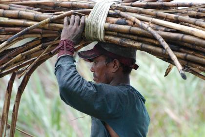 East Indian Cane Cutter - Guyana - Photo by John Gimlette