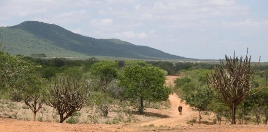 Sertao Nordestino - Northeast Brazil (2)