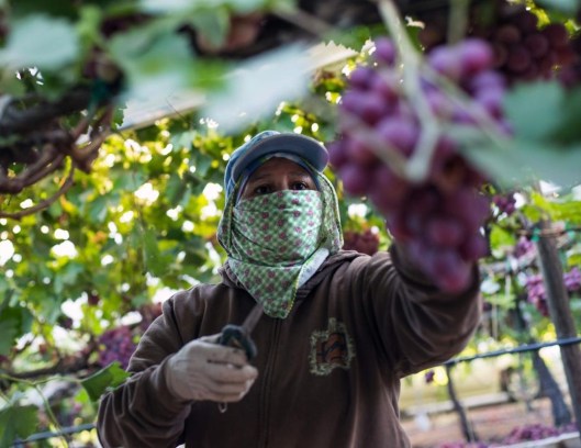 Migrant worker picks grapes in Central Valley, California